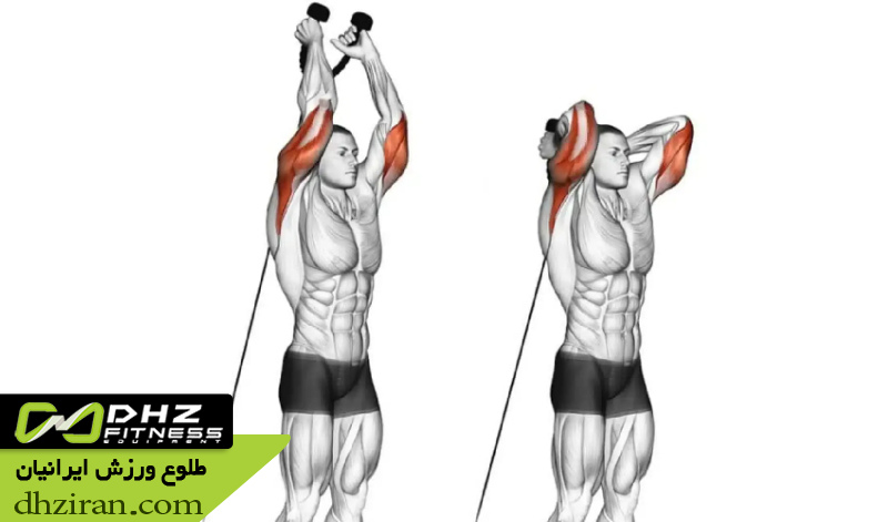 پشت بازو سیم کش از پشت سر (Overhead Cable Triceps Extension): 	2